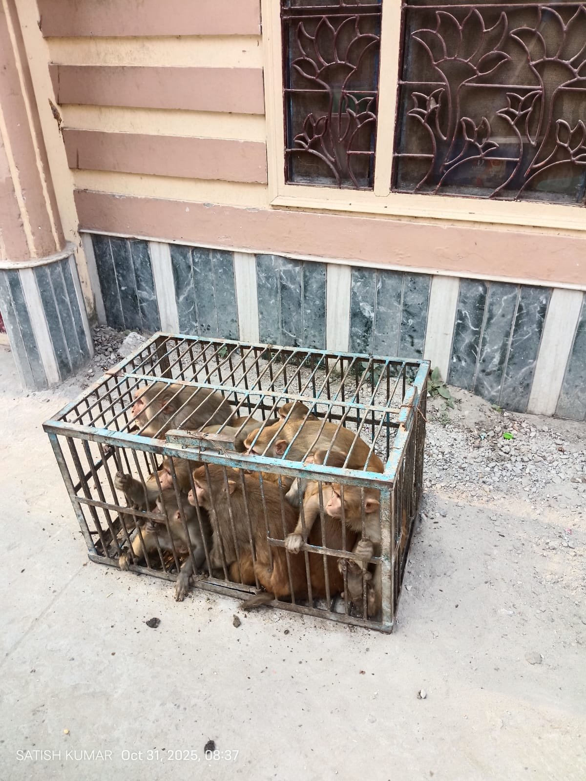 आवारा गौवंश और बंदरों से शहर होगा मुक्त