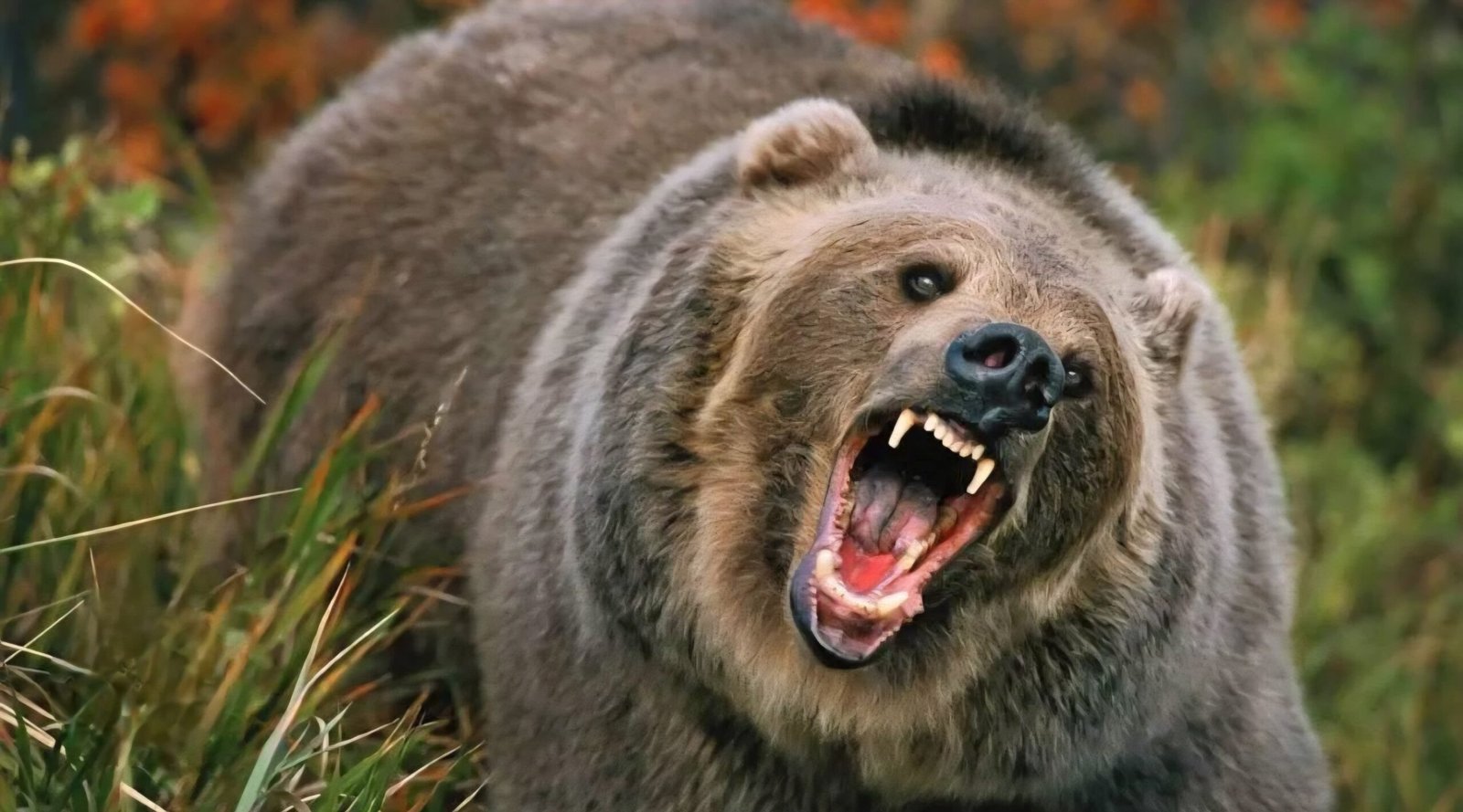 टिहरी के घनसाली में भालू का आतंक ,सरूणा गांव के एक व्यक्ति को किया घायल।