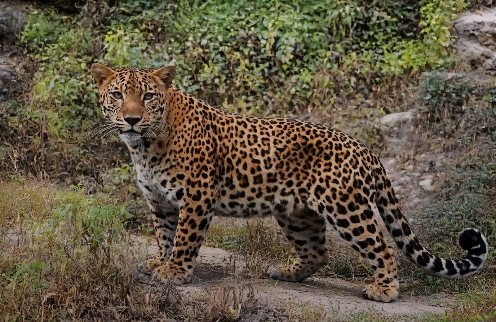 नैनीताल में गुलदार के हमले में एक और महिला की मौत।