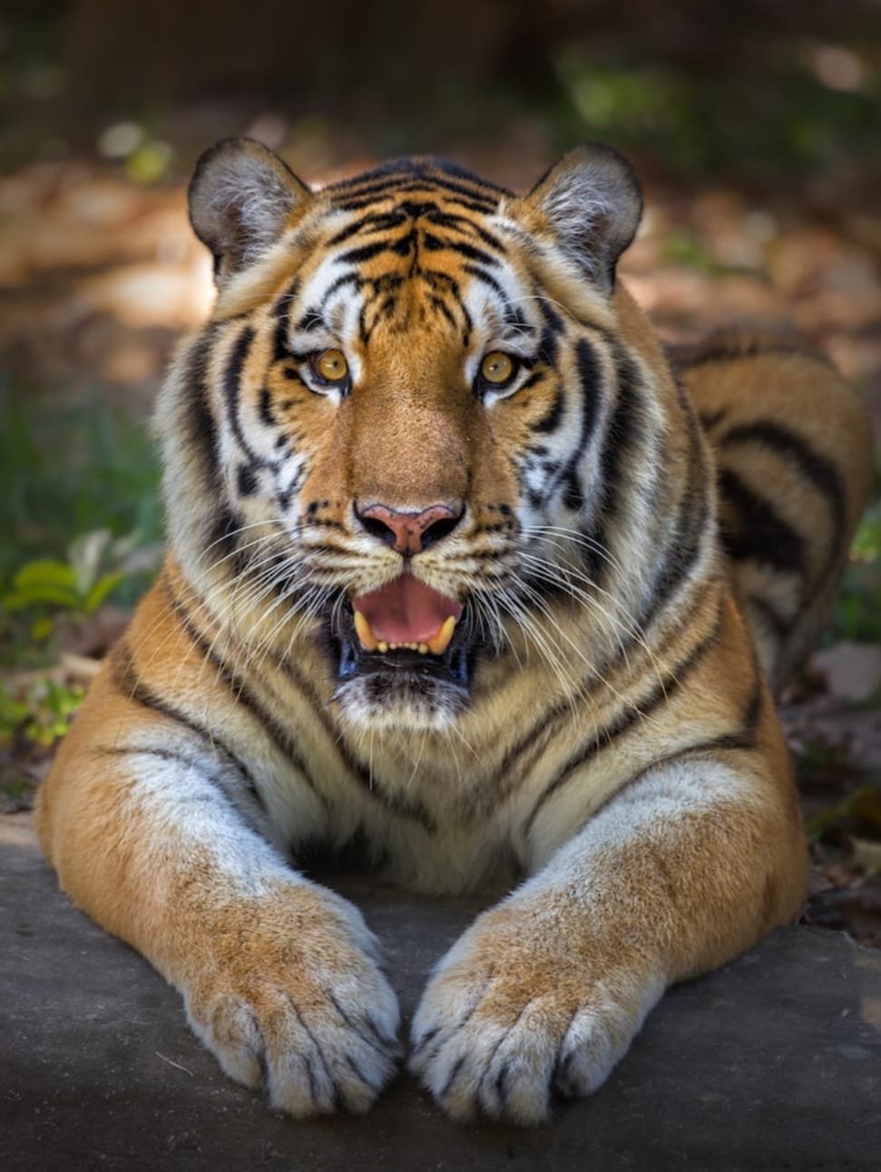अल्मोड़ा के तड़म गांव ने बाघ ने ग्रामीण को मार डाला,घटना के बाद खौफ में लोग।
