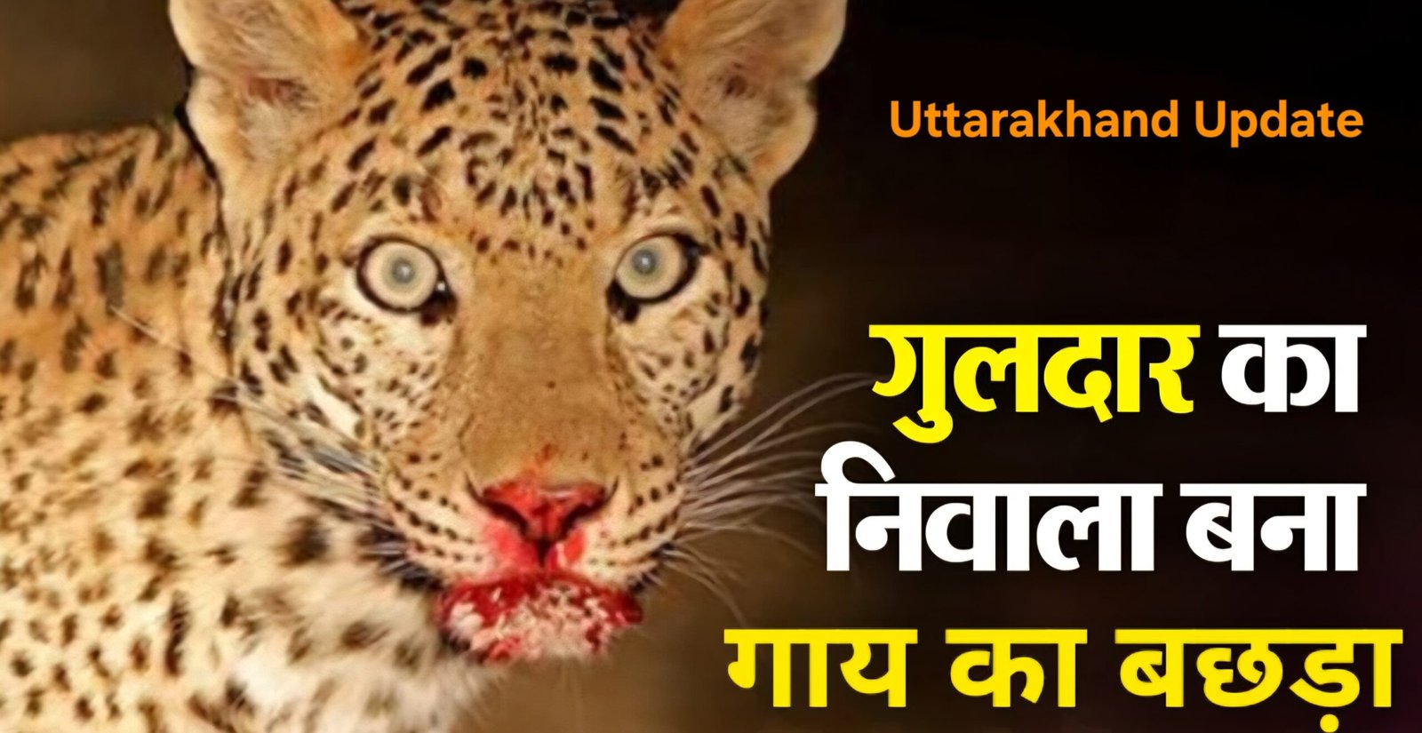 मेहलचौरी क्षेत्र में गुलदार ने गोशाला में बंधे गोवंश का मार डाला,वनकर्मी परेशान आग बुझाएं या गुलदार भगाएं।