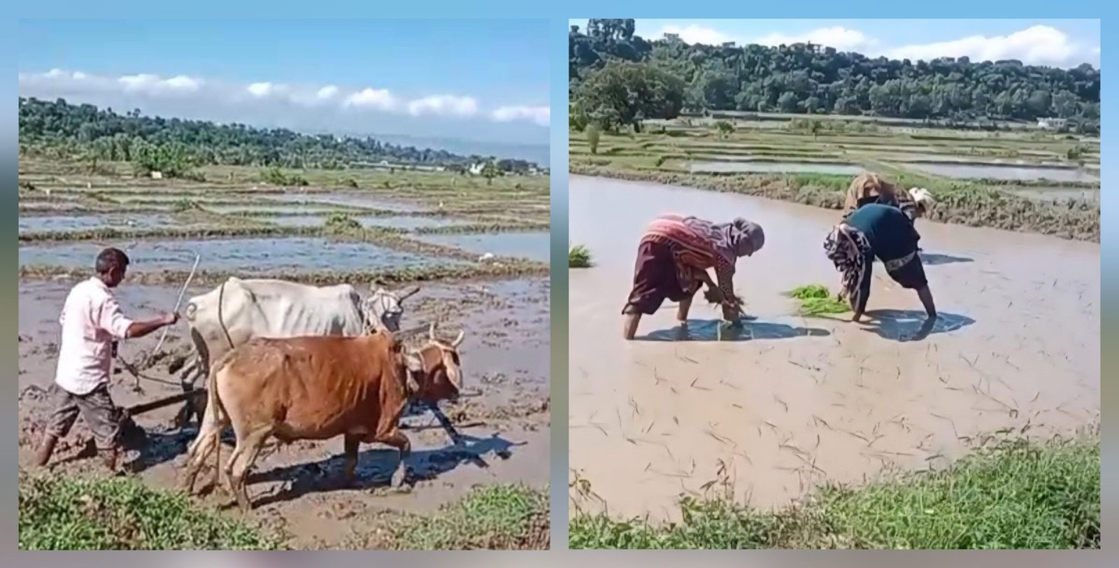 अपनी विशिष्ट पहचान रखने वाली देहरादून की पारंपरिक दून बासमती की खुशबू फिर लौटेगी।